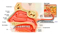 Bademcik Belirtileri ve Tedavisi